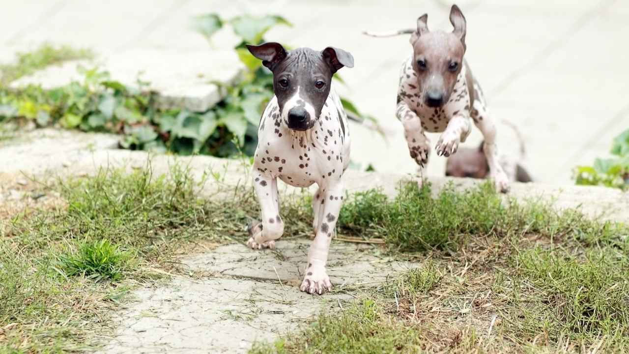 American Hairless Terrier