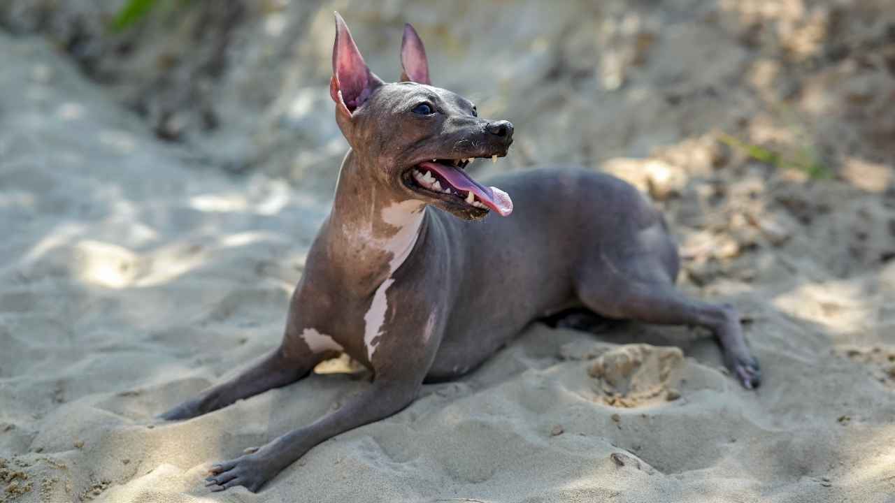 American Hairless Terrier