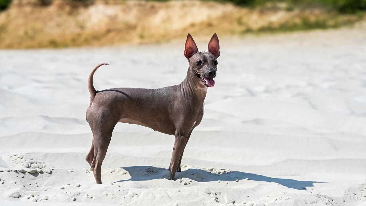 American Hairless Terrier