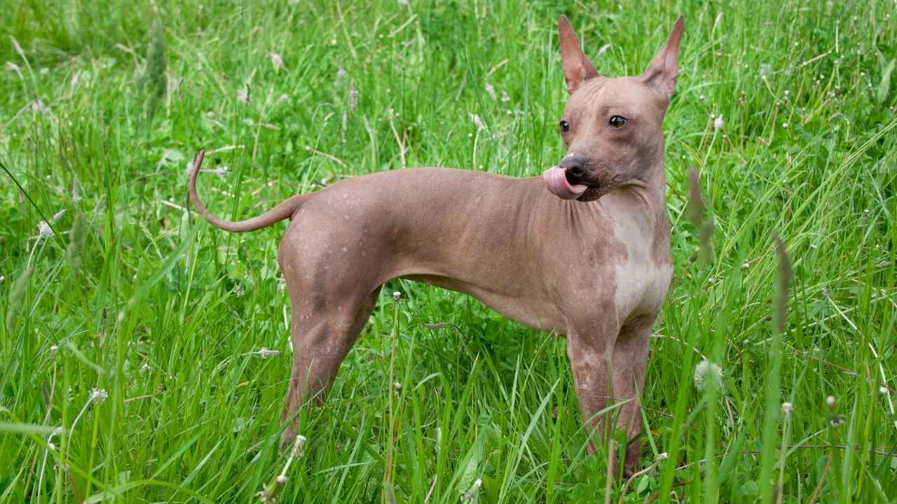 American Hairless Terrier