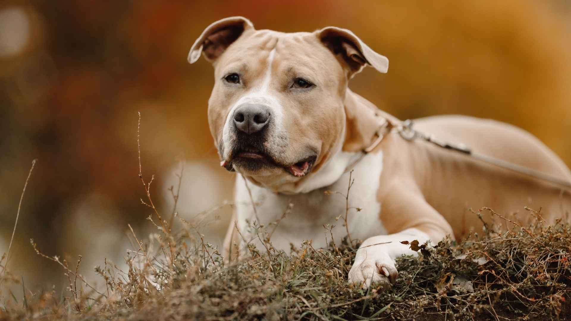 American Hairless Terrier