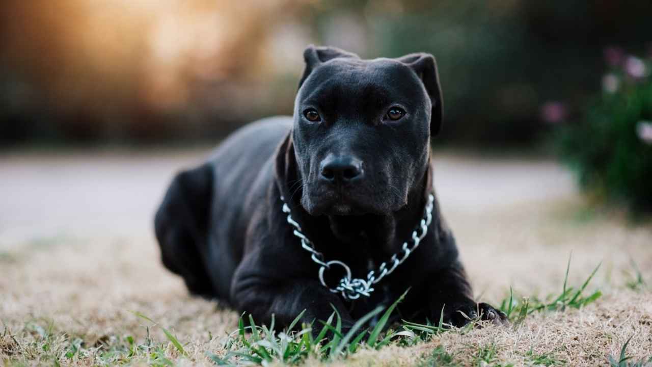 American Pit Bull Terrier