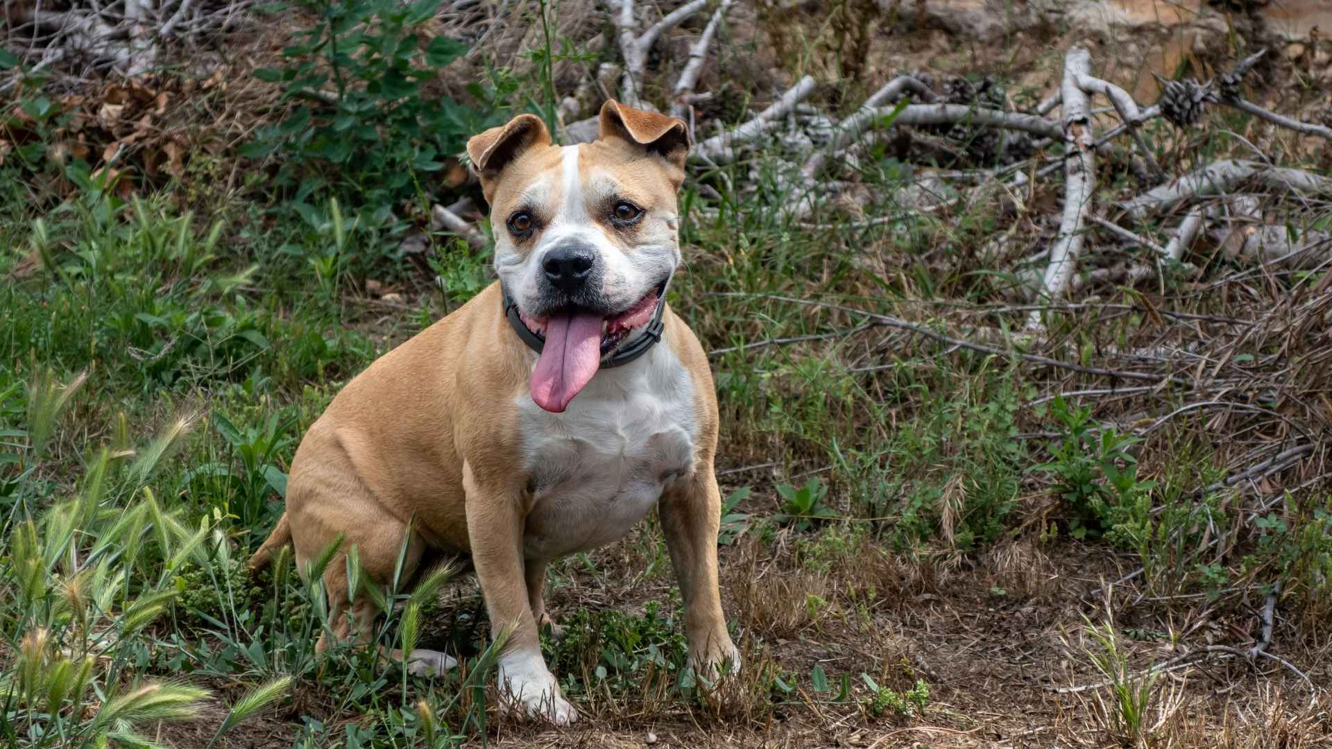 American Staffordshire Terrier