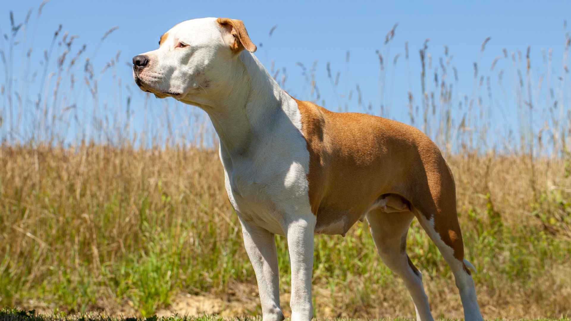 American Staffordshire Terrier