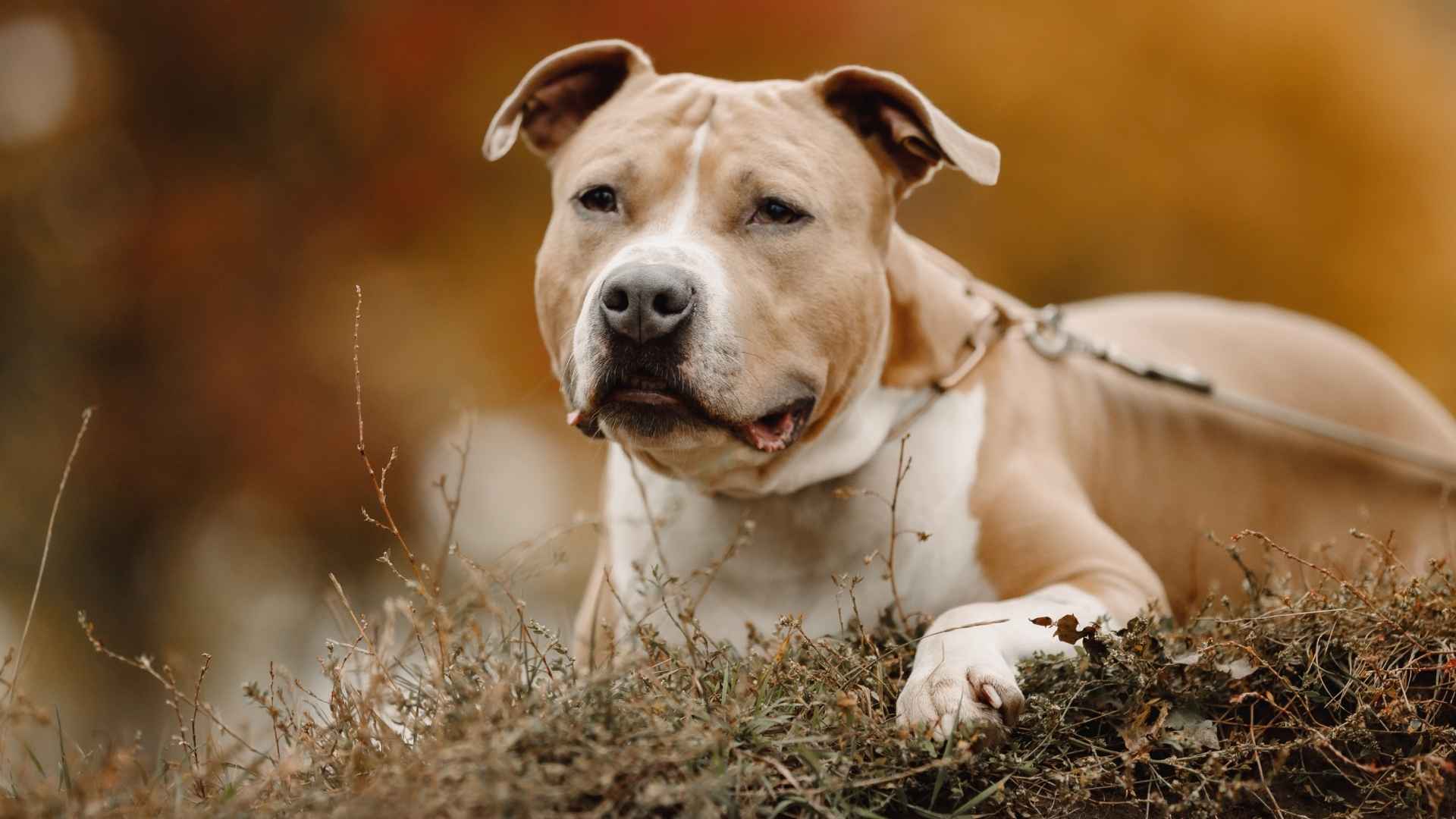 American Staffordshire Terrier