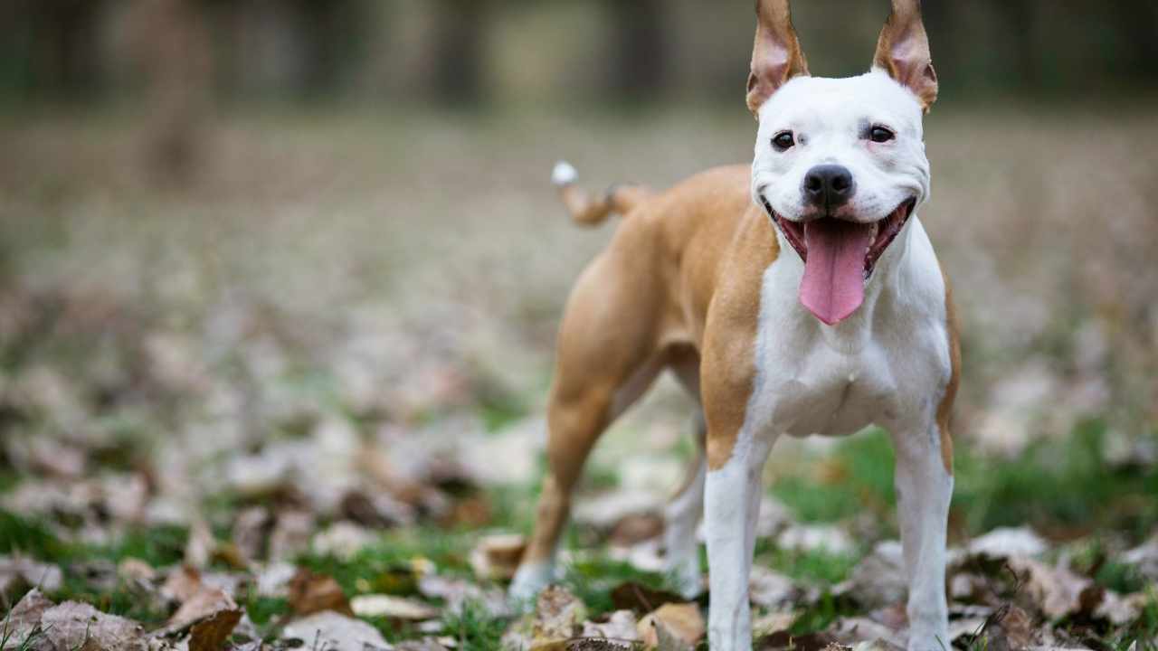 American Staffordshire Terrier