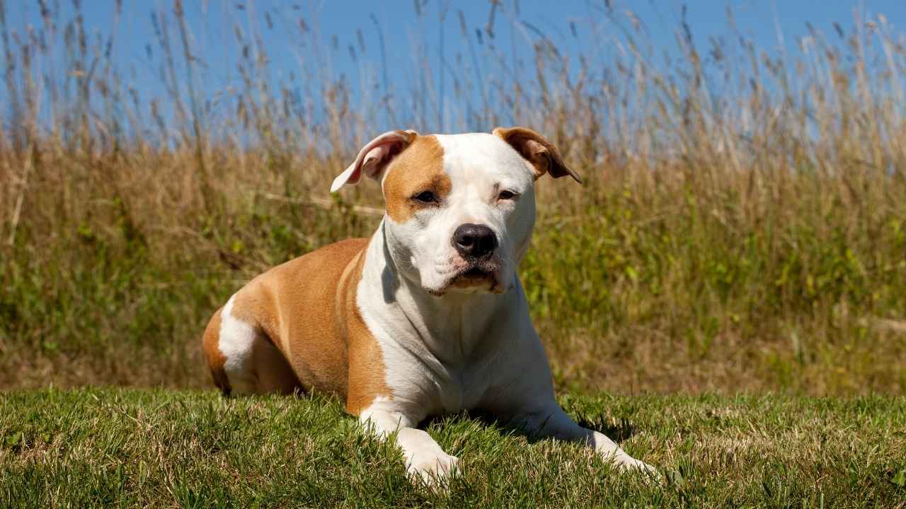 American Staffordshire Terrier