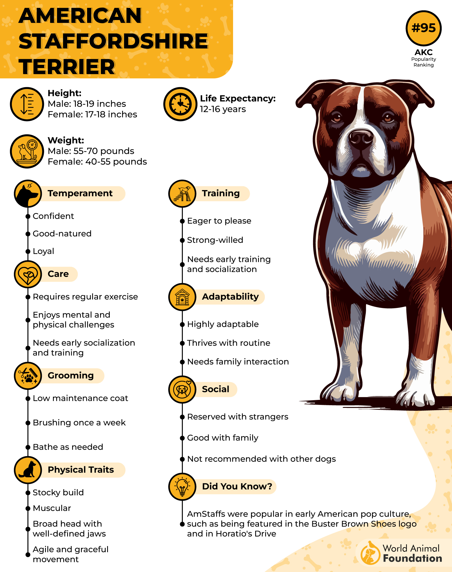 American Staffordshire Terrier Profile