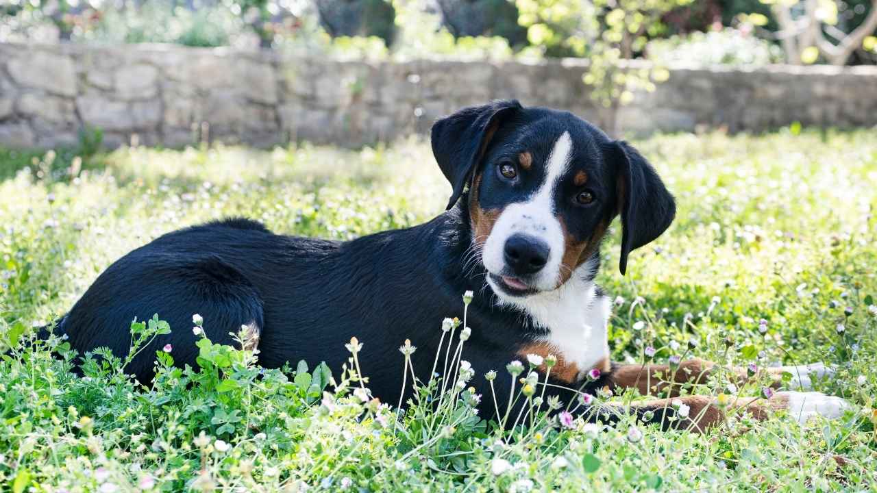 Appenzeller Sennenhund