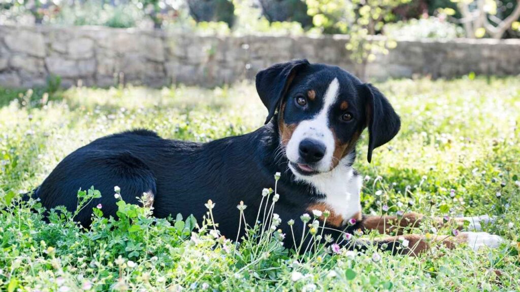 Appenzeller Sennen Hund 