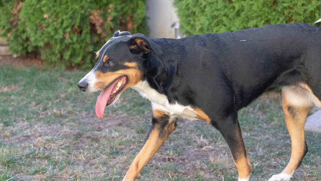 Appenzeller Sennenhund