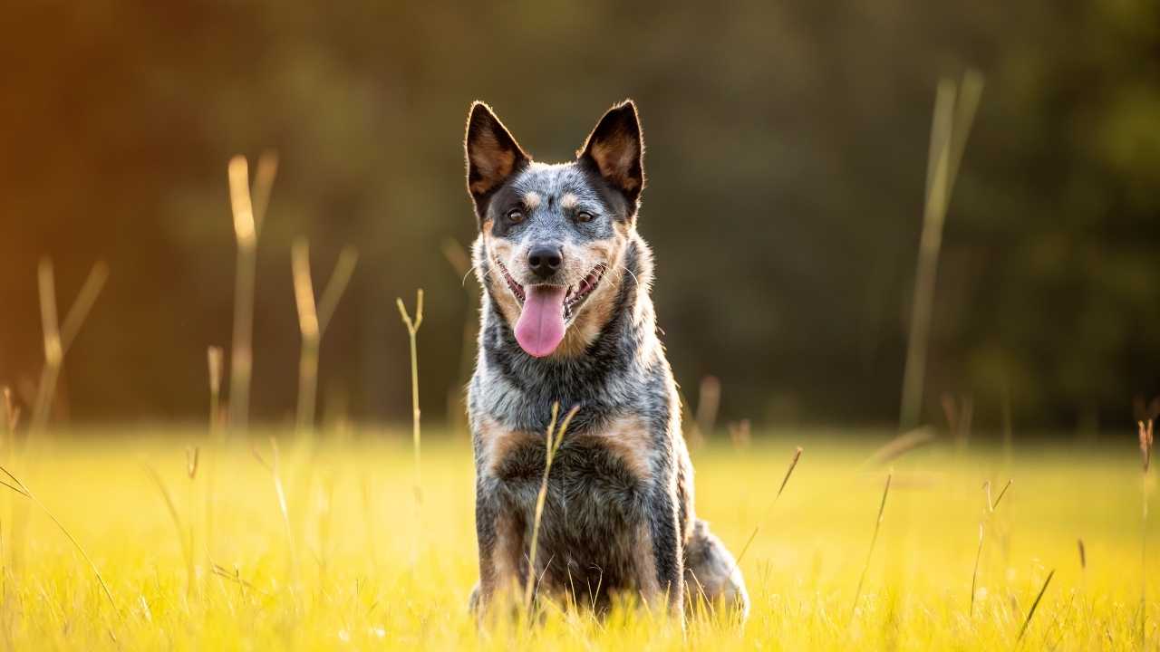 Australian Cattle Dog