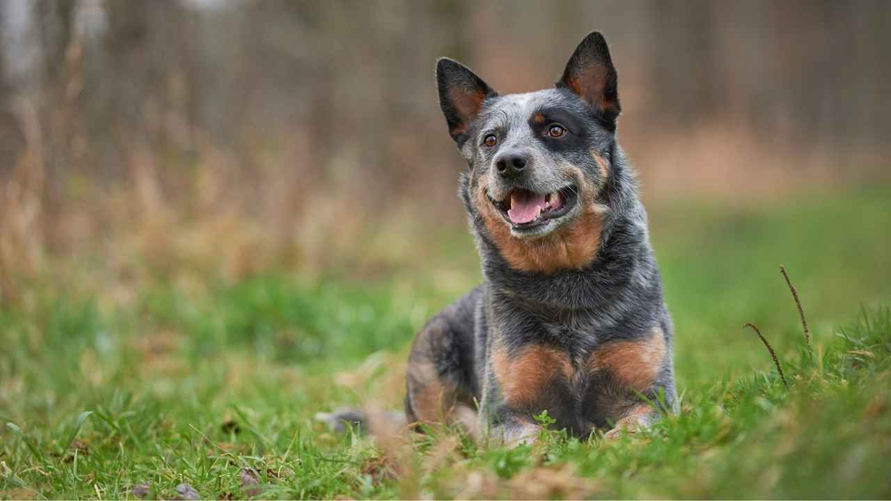 Australian Cattle Dog