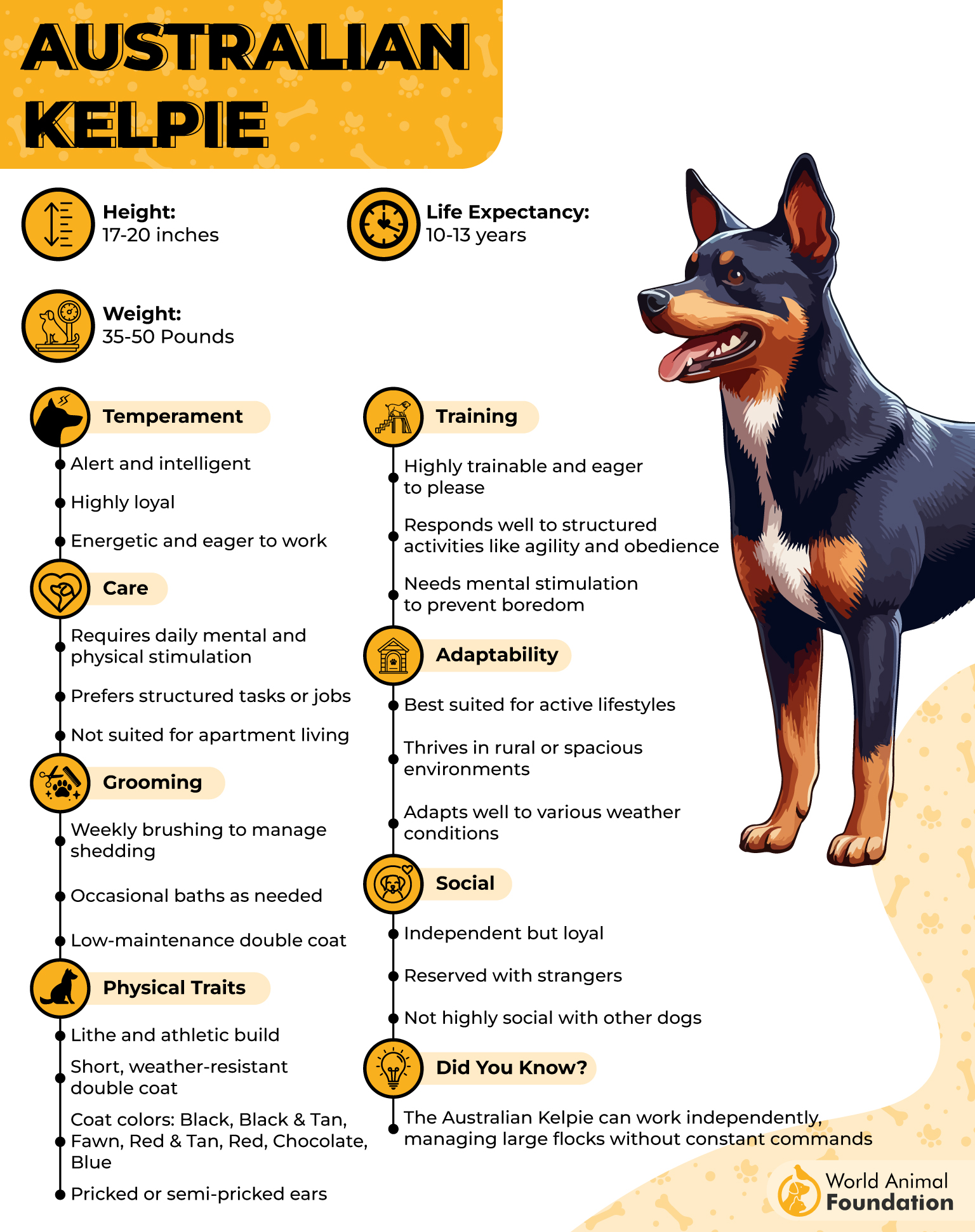 Australian Kelpie Profile