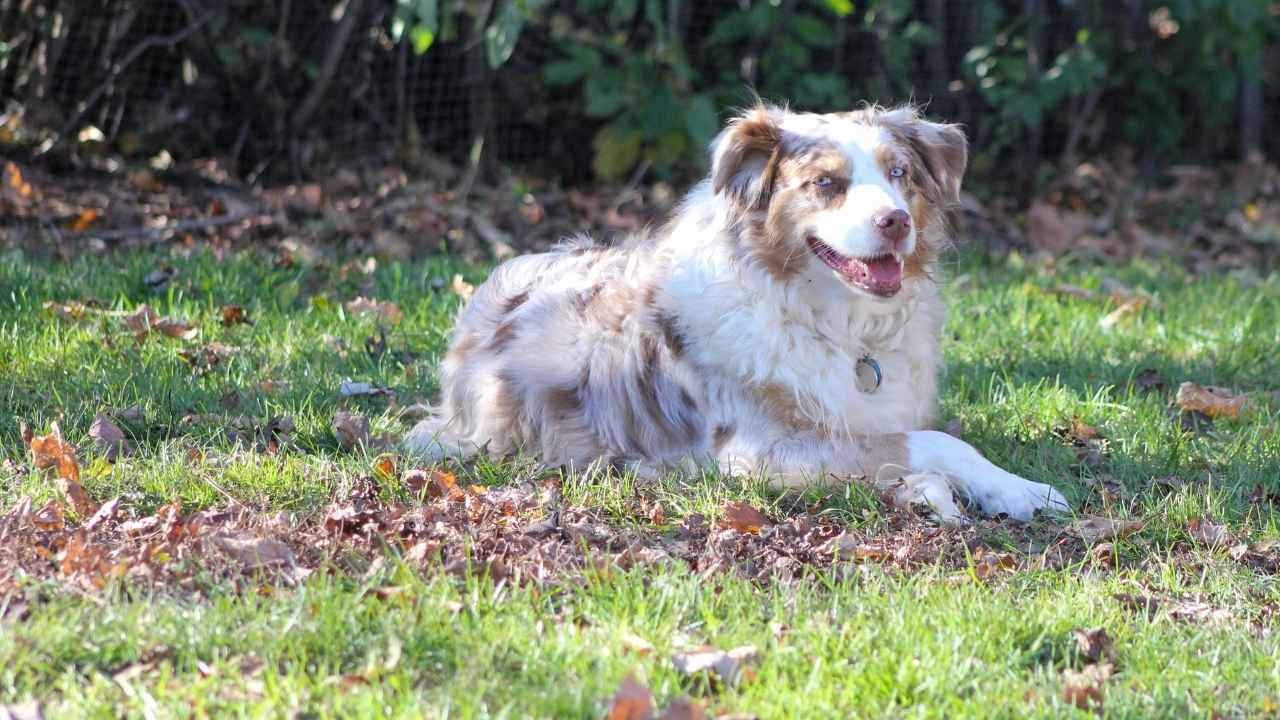 Australian Shepherd