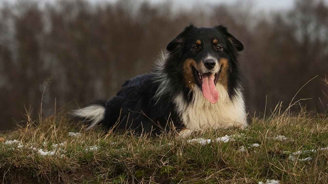 Australian Shepherd