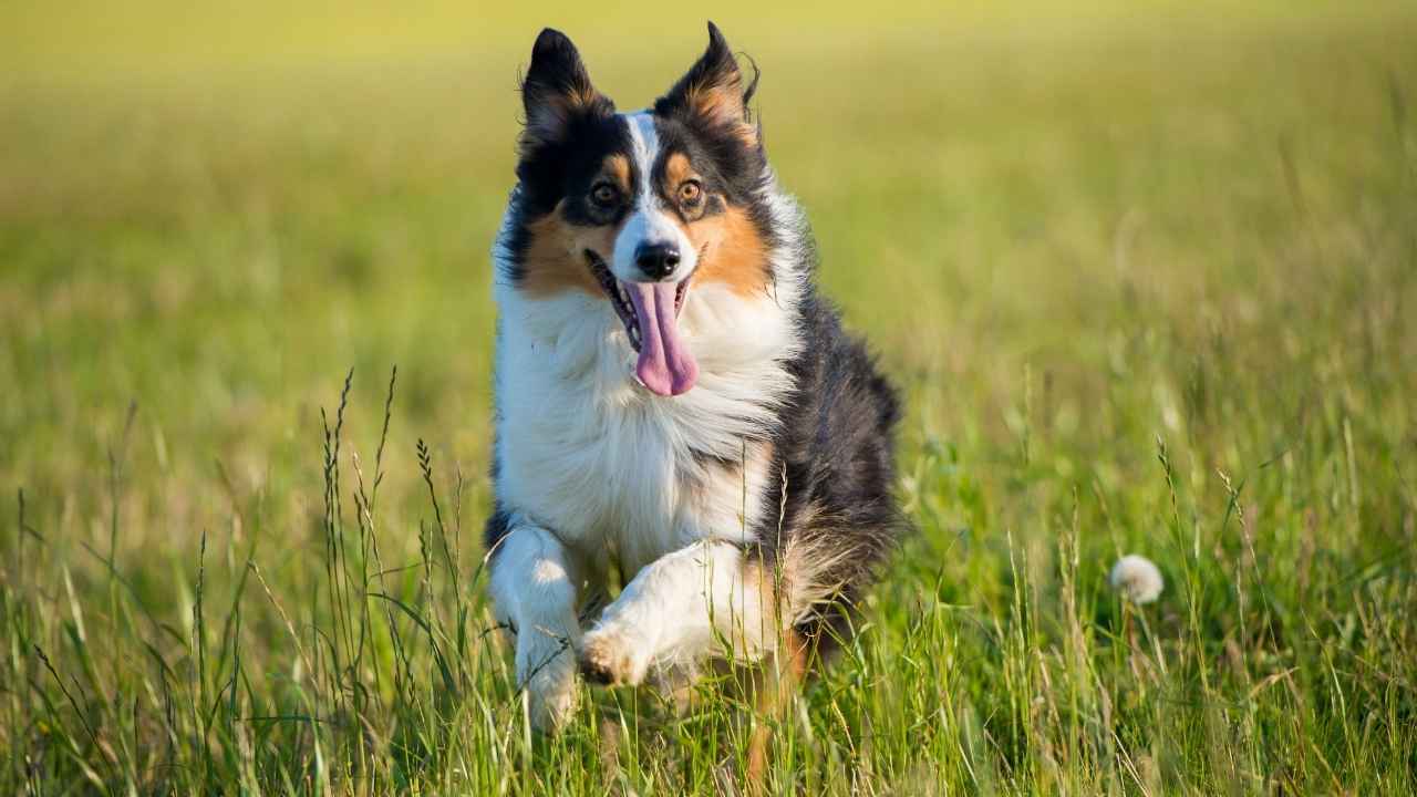 Australian Shepherd