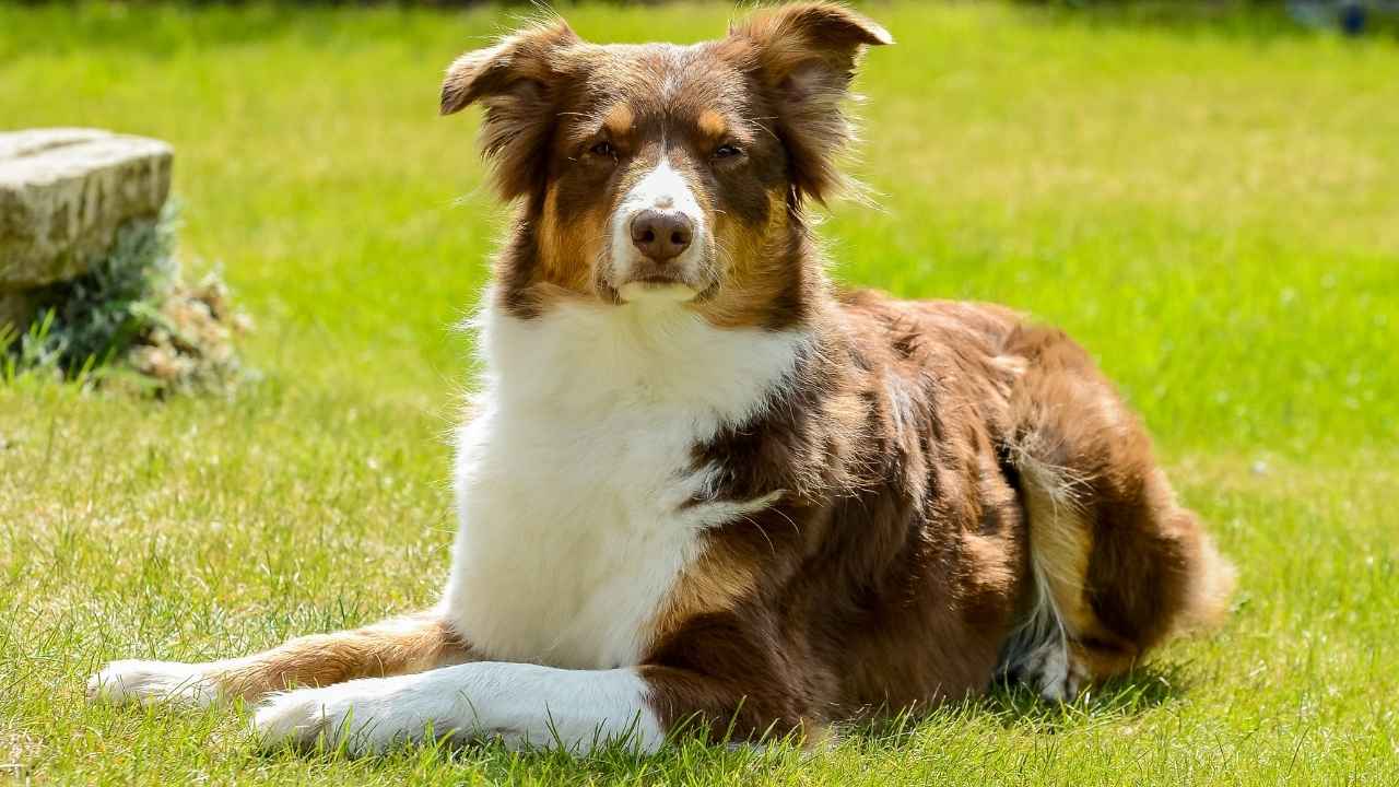 Australian Shepherd