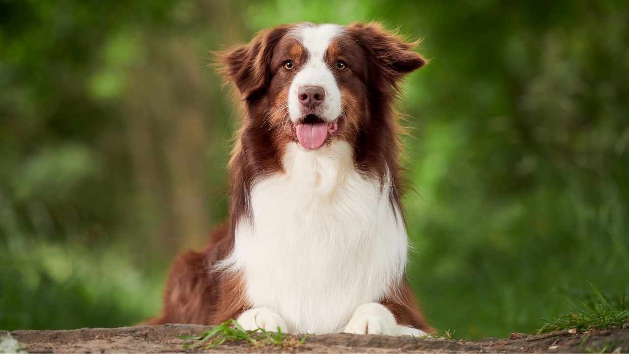 Australian Shepherd