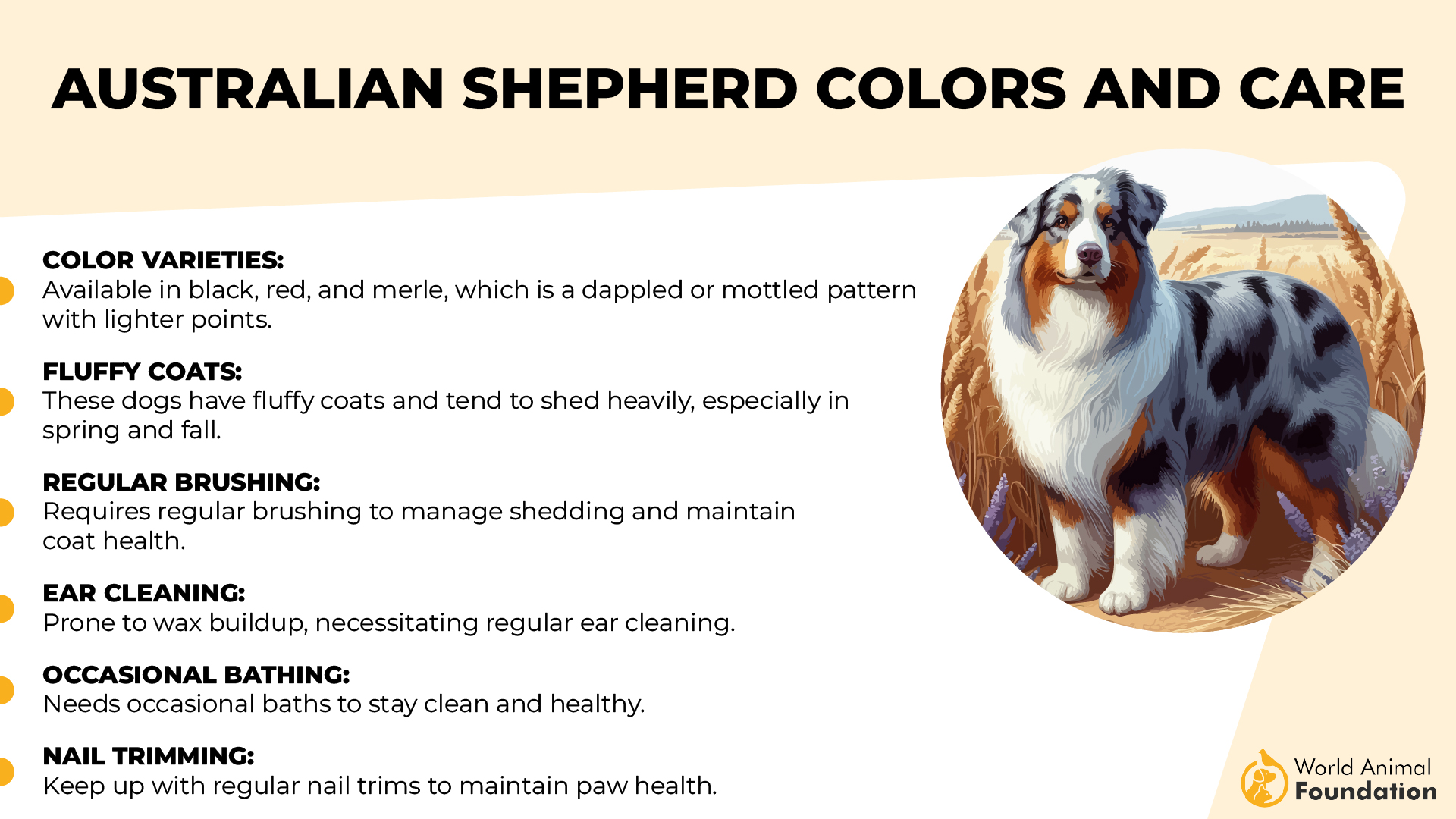 Australian Shepherd Colors and Care-01