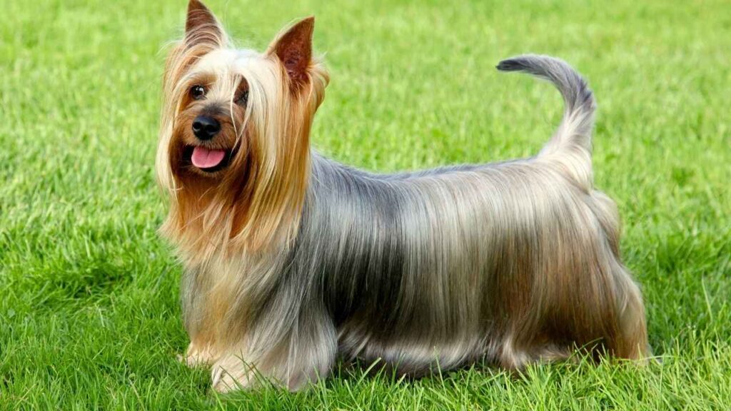 Australian Silky Terrier