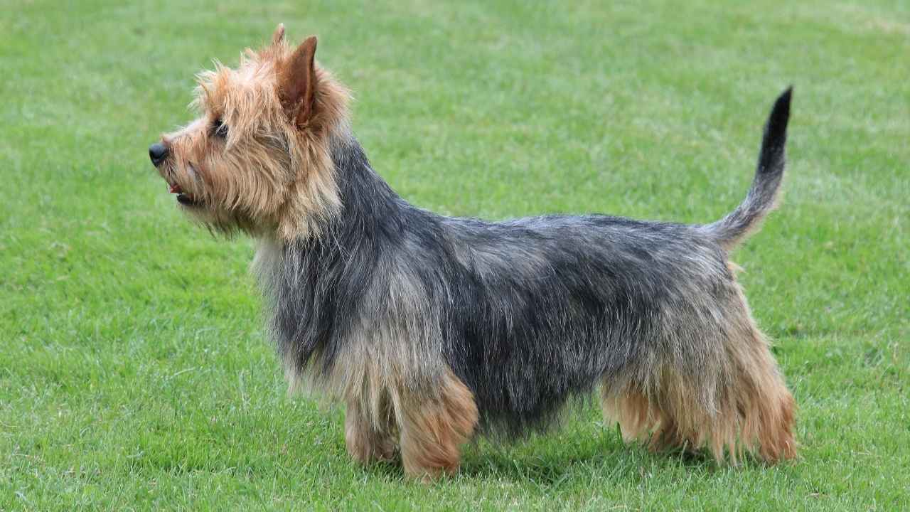 Australian Terrier