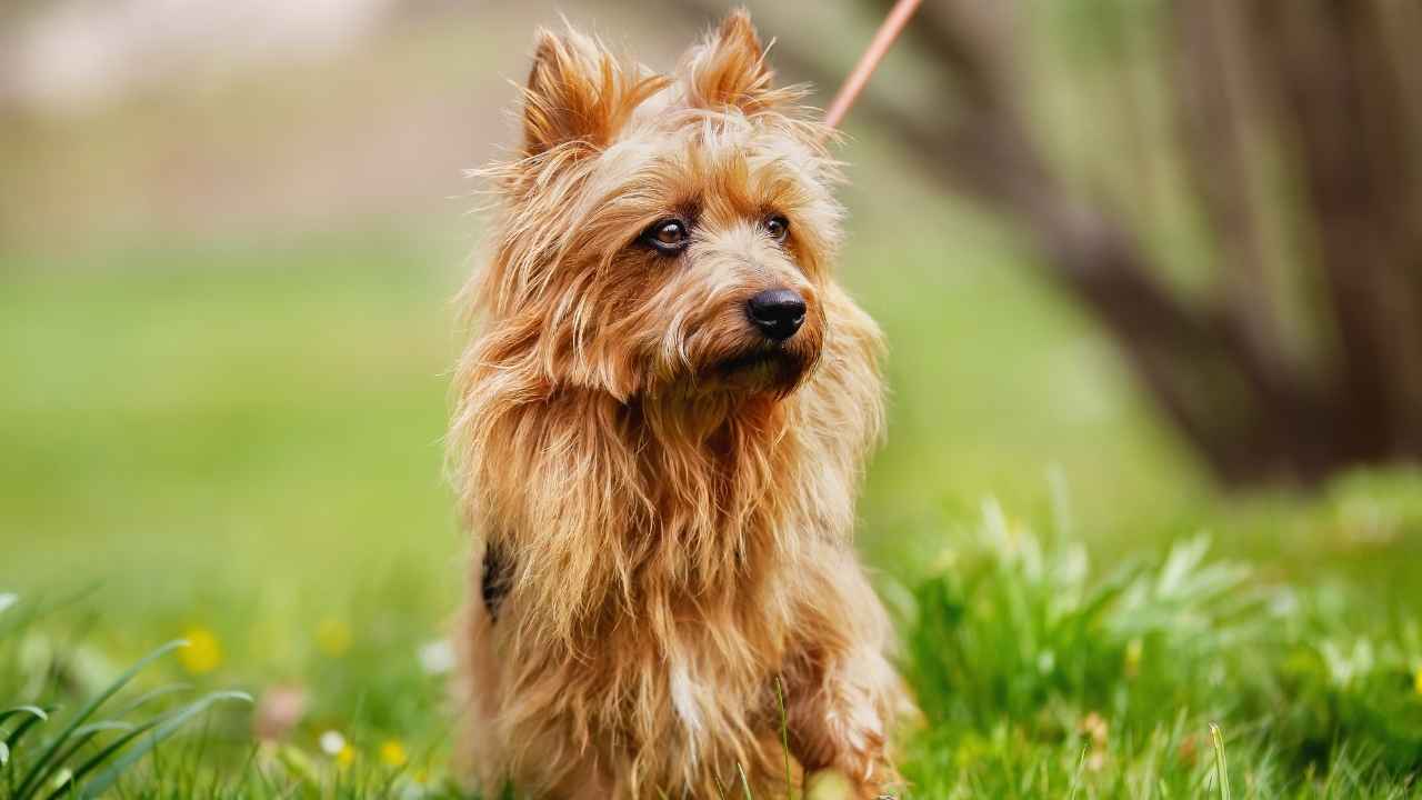 Australian Terrier