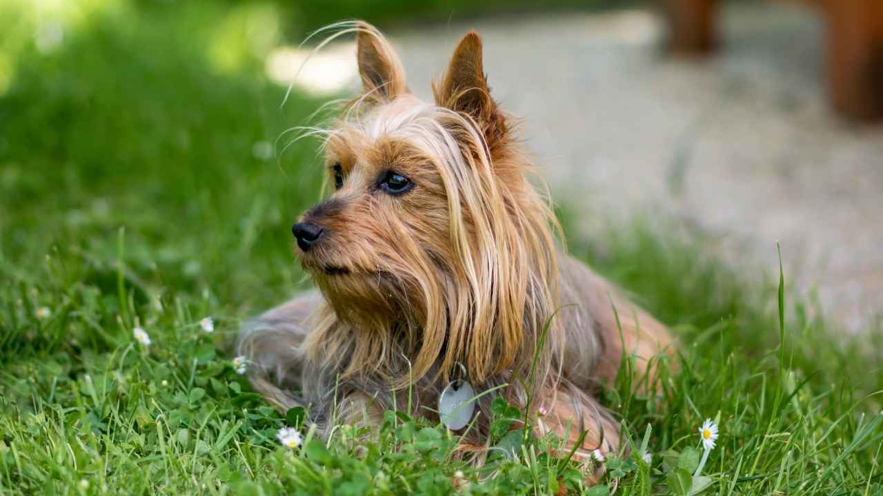 Australian Terrier