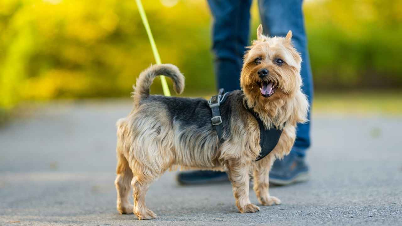 Australian Terrier