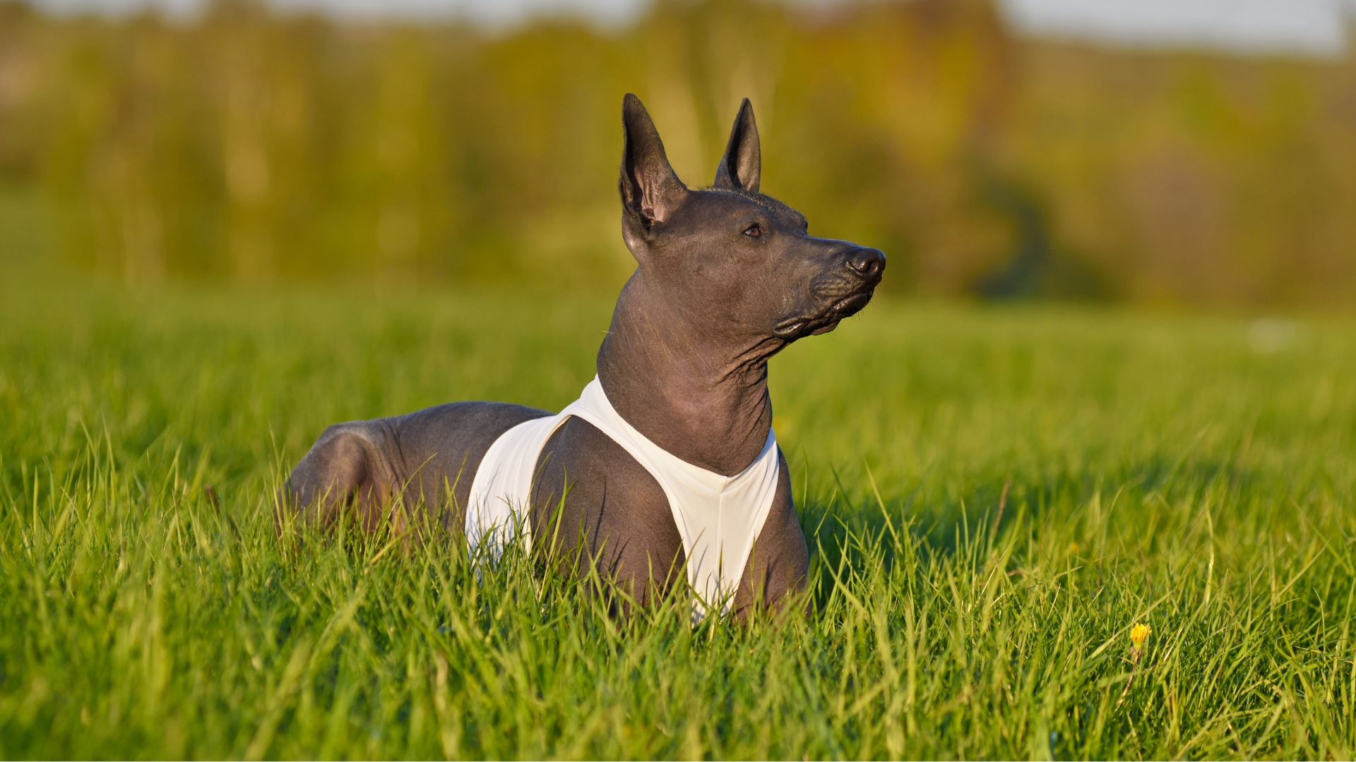 Bald Dog Breeds