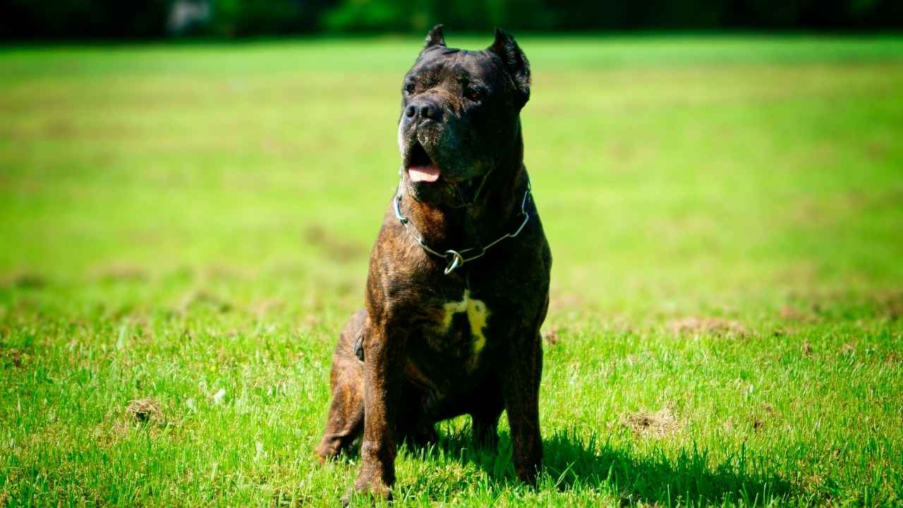 Bandog