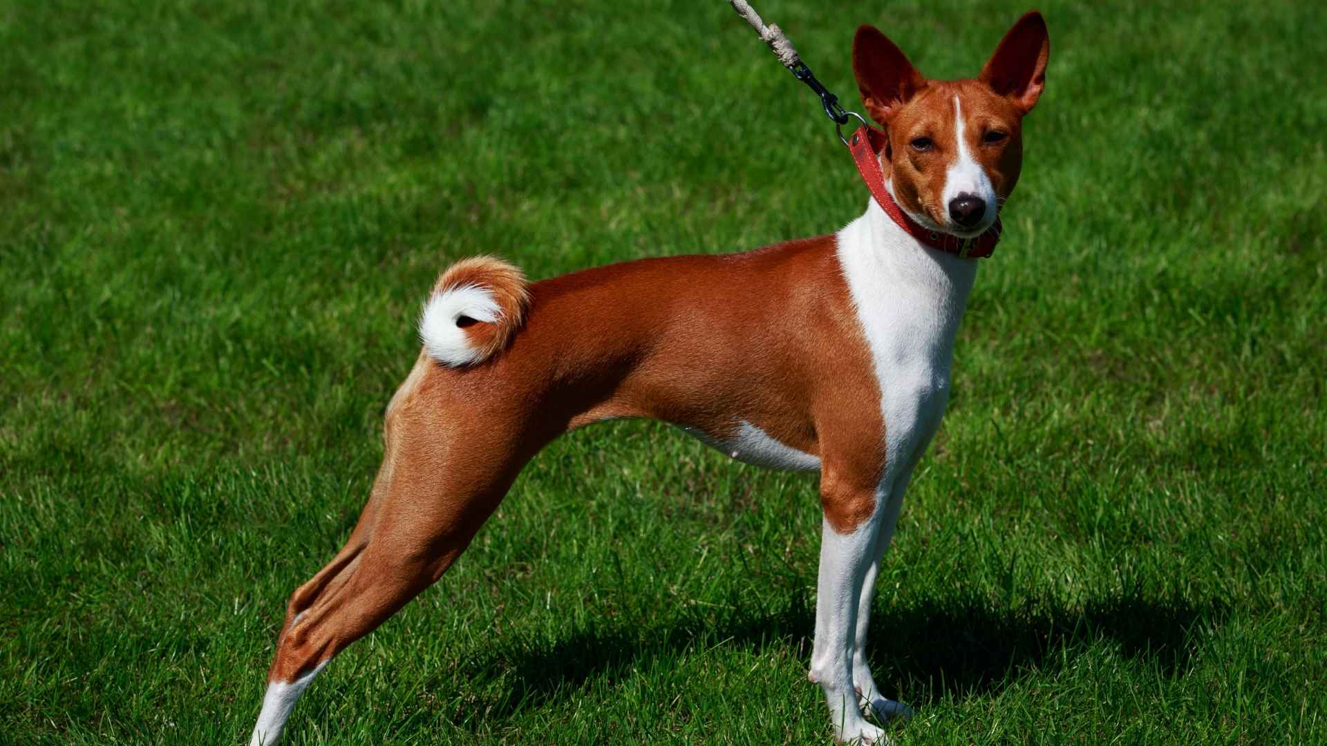 Basenji