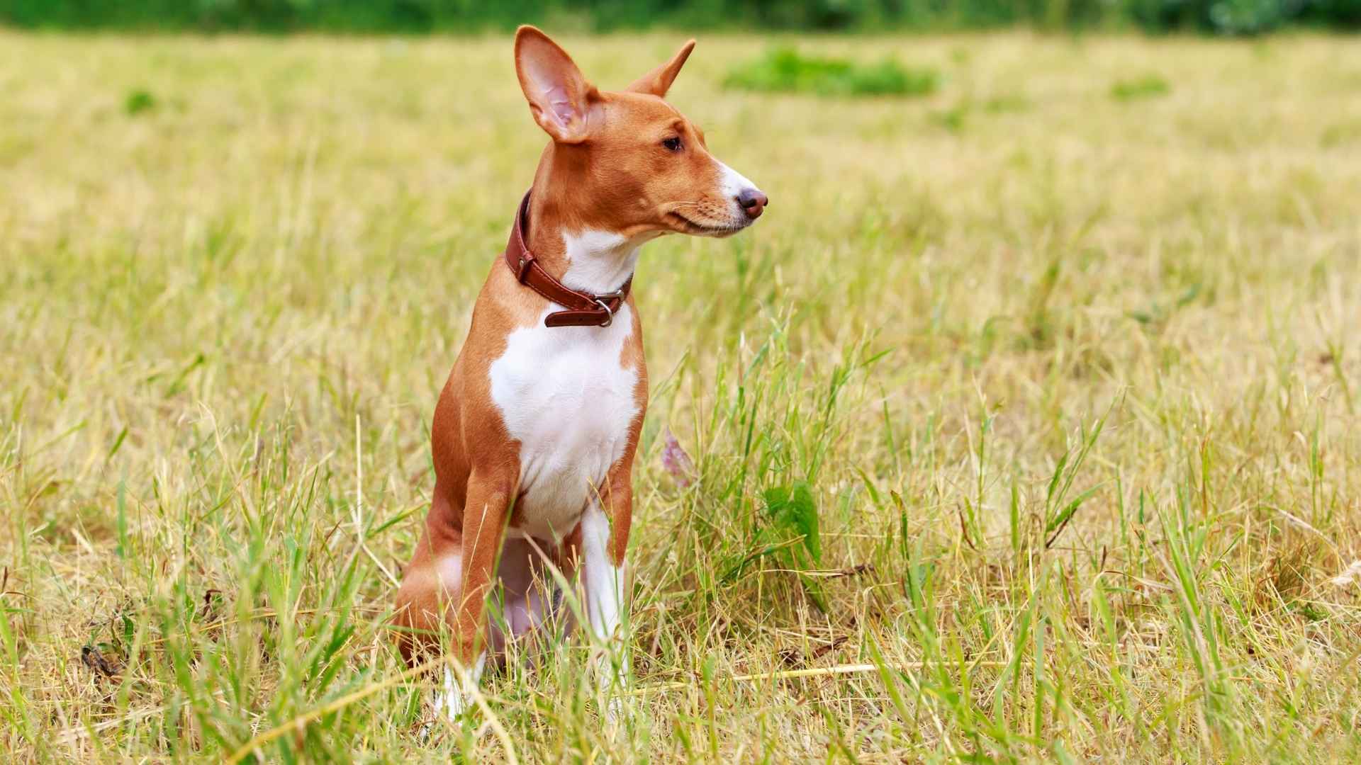 Basenji