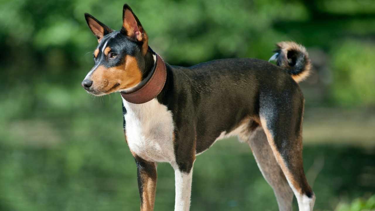 Basenji