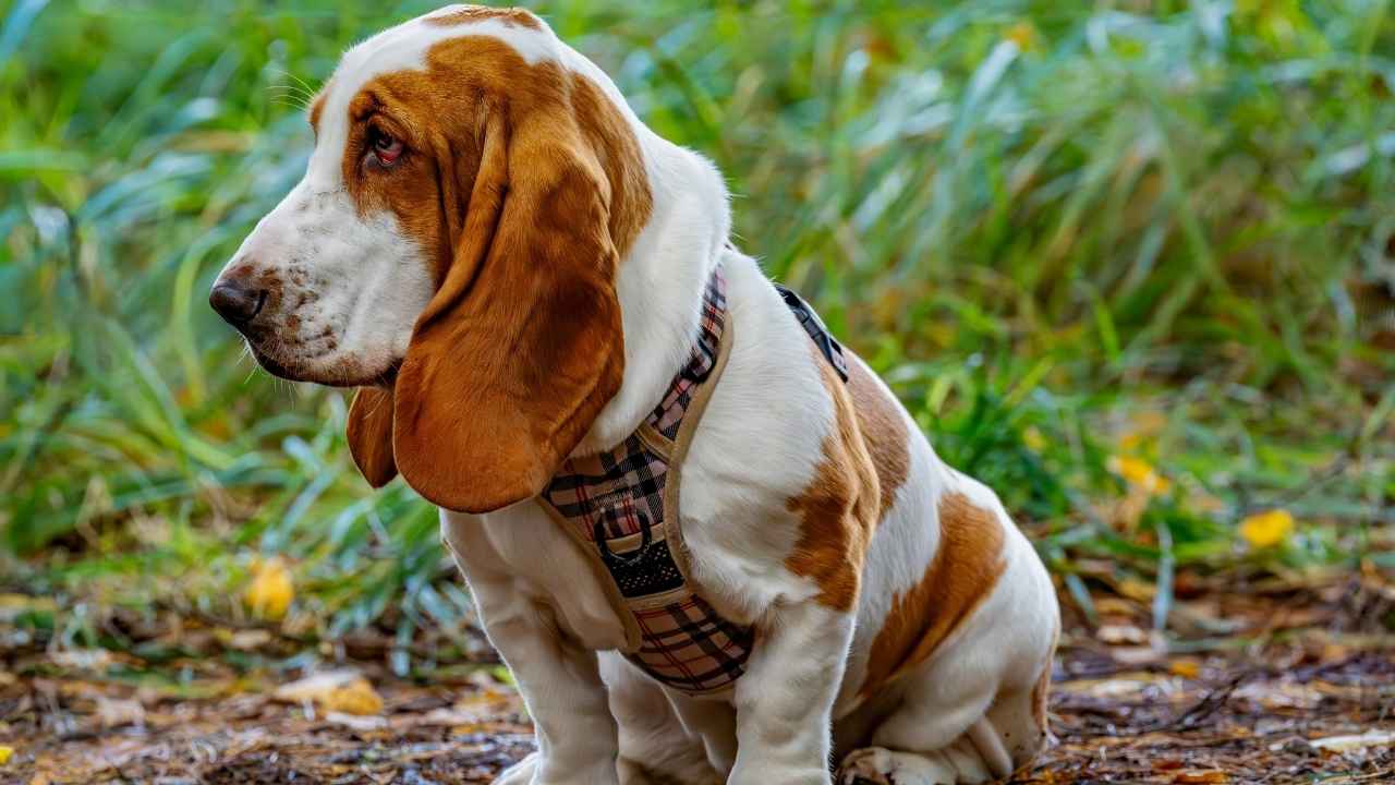 Basset Hound