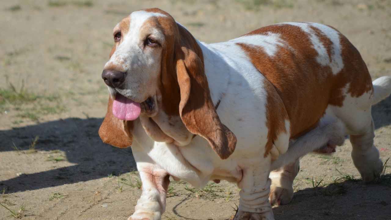 Basset Hound