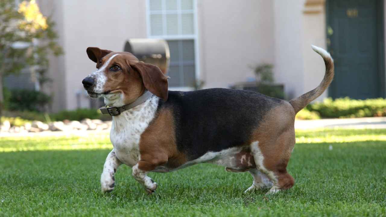 Basset Hound