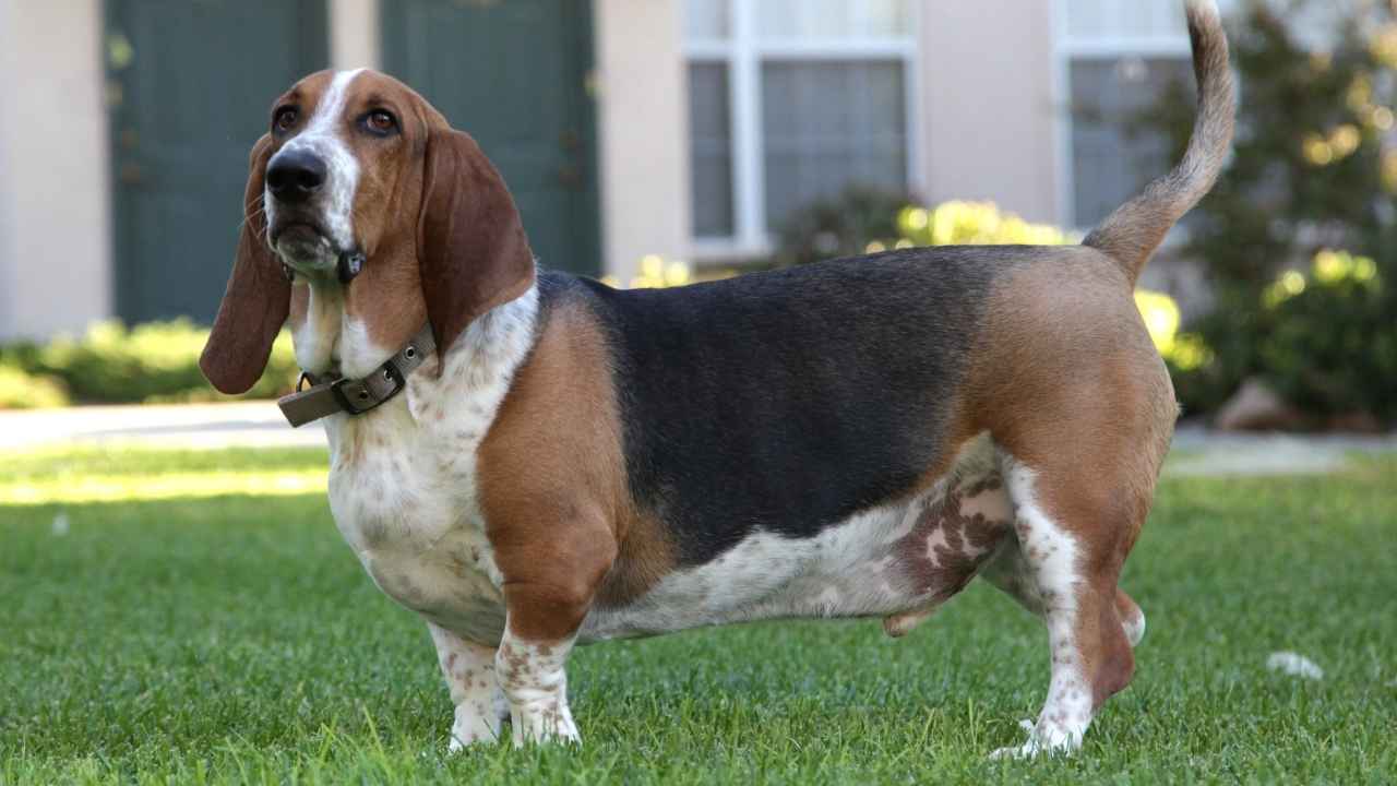 Basset Hound