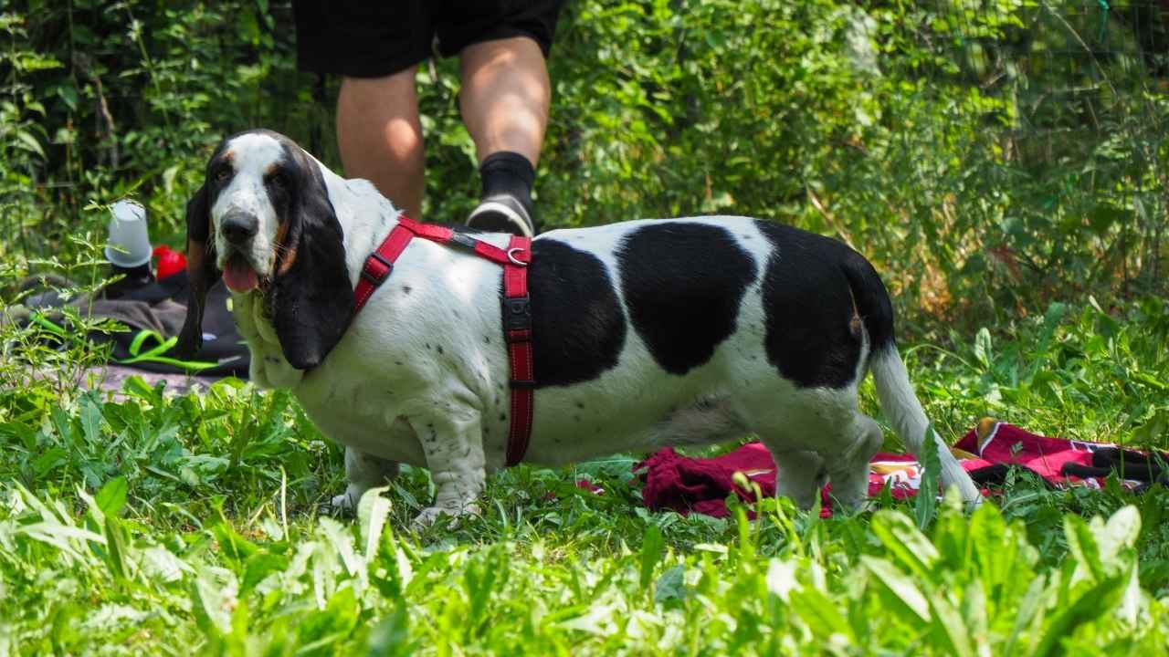 Basset Hound