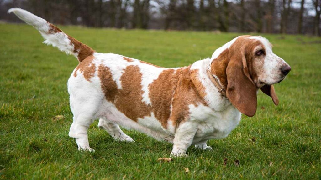 Basset Hound 4