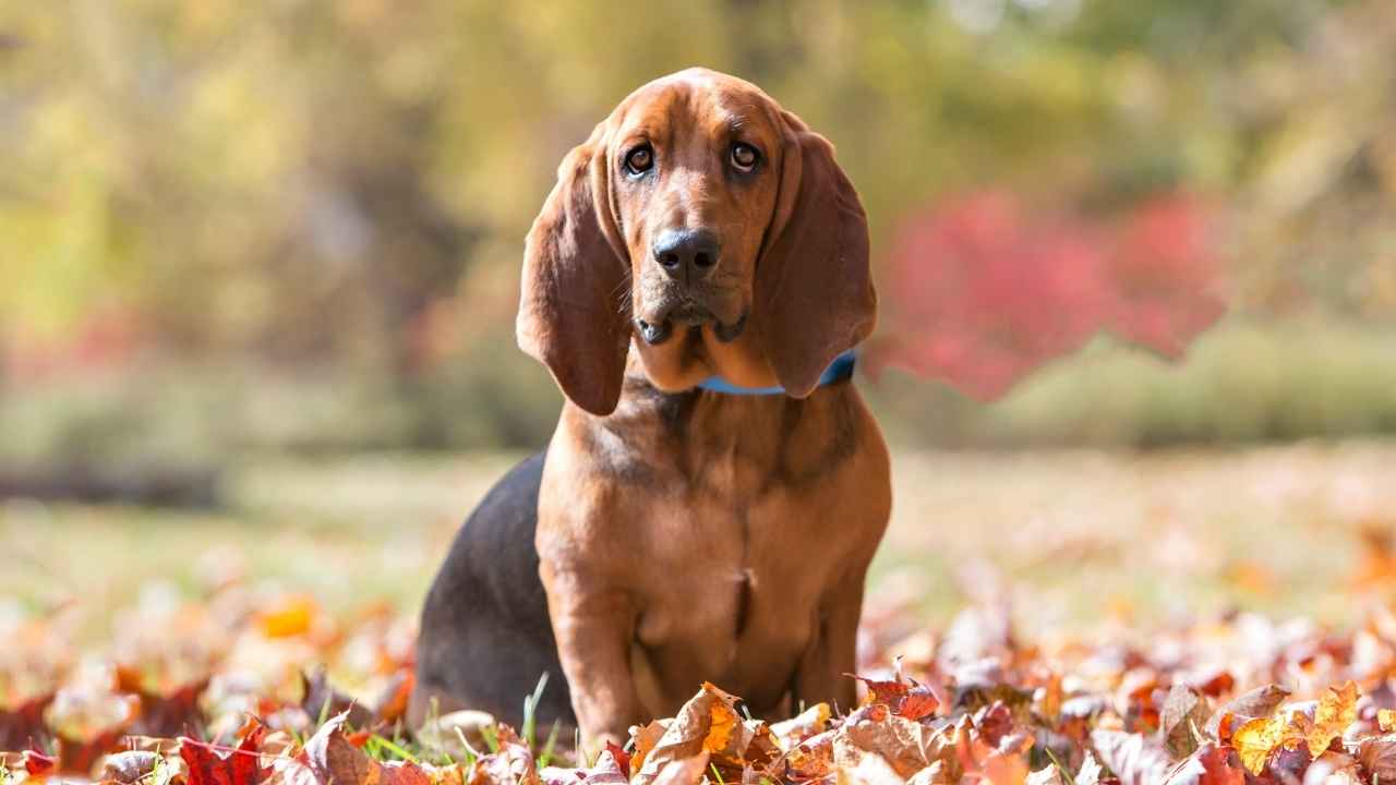 Basset Hound