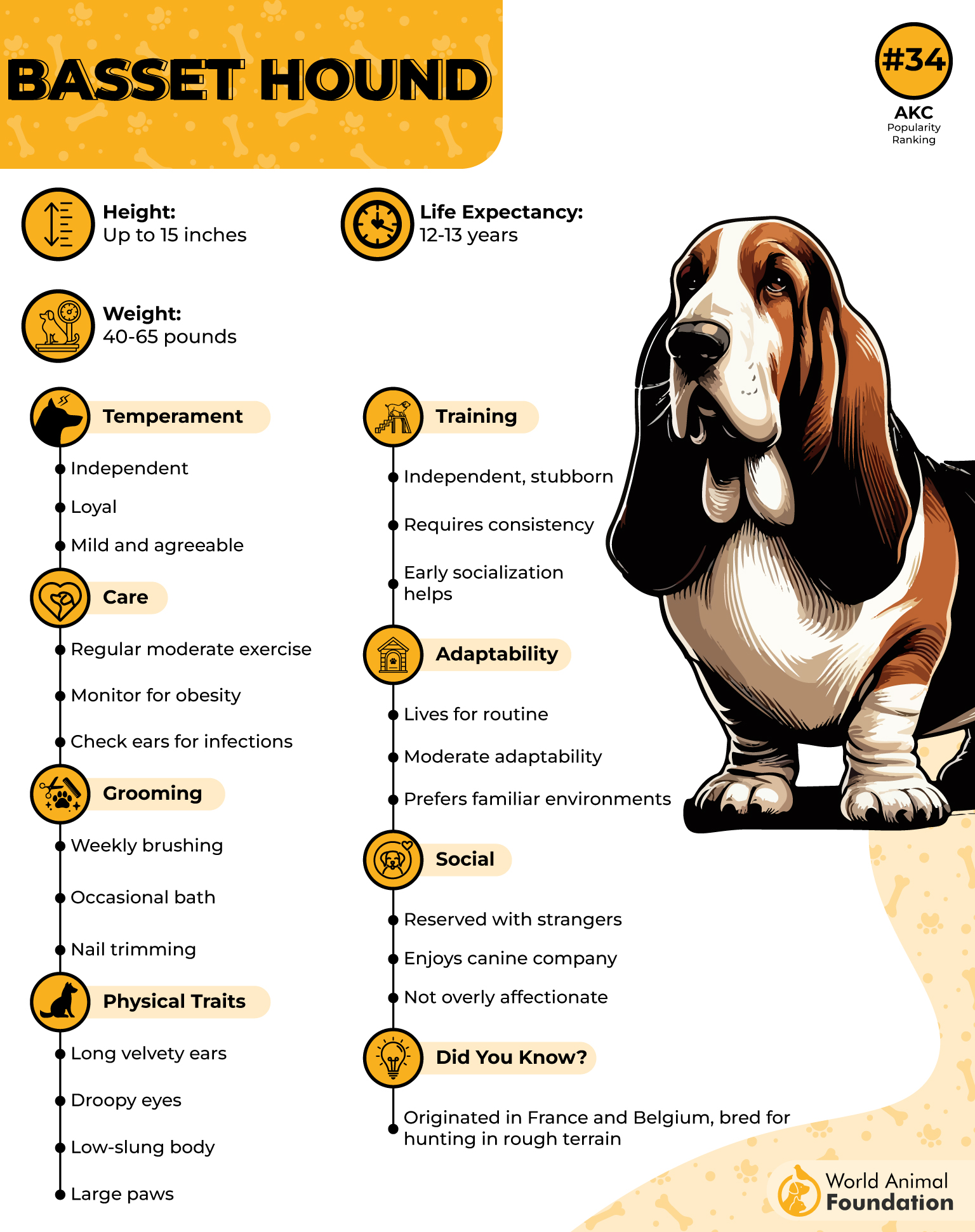 Basset hound Profile