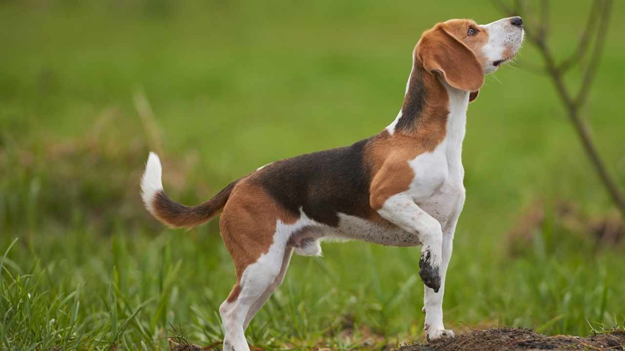 Beagle