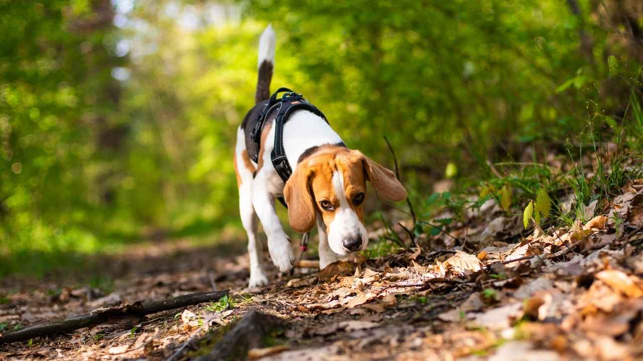 Beagle