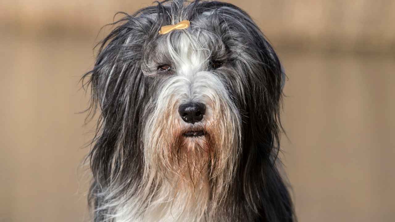 Bearded collie