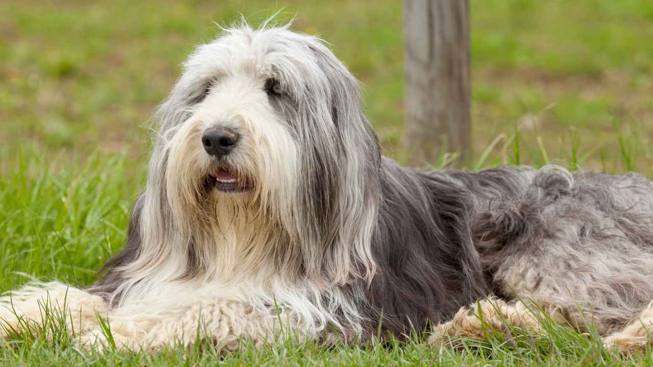 Bearded Collie