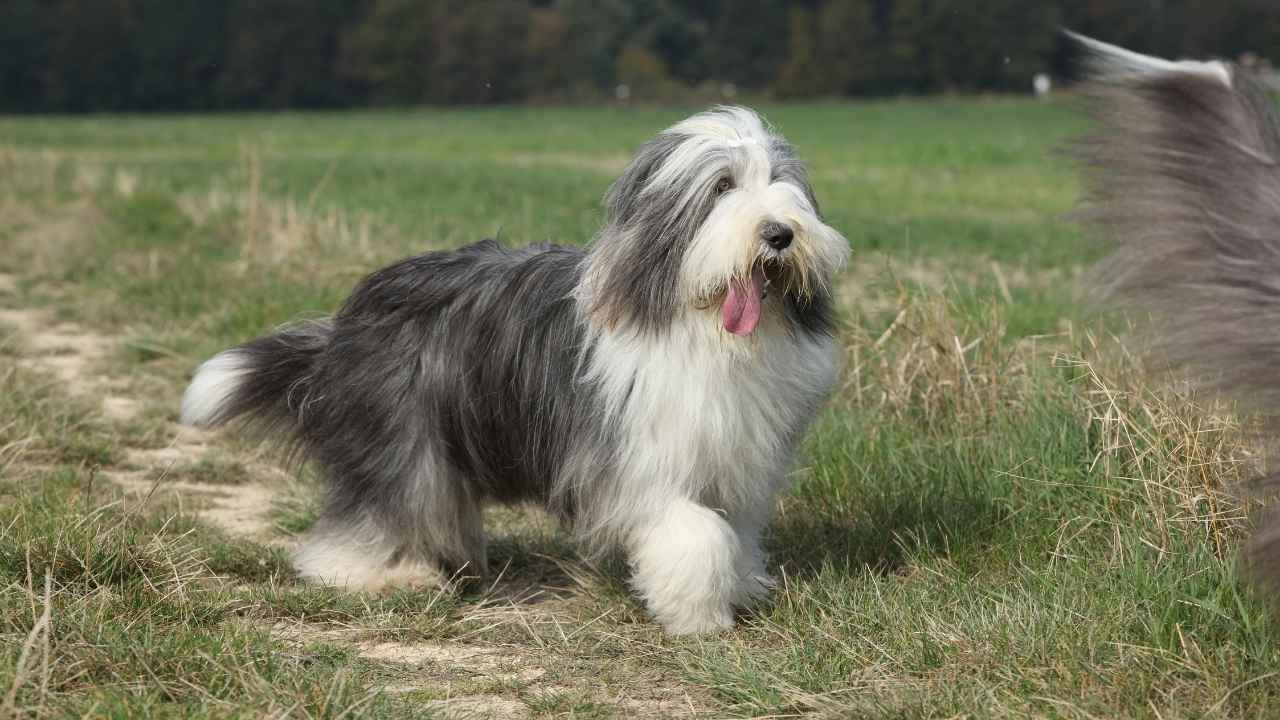 Bearded Collie