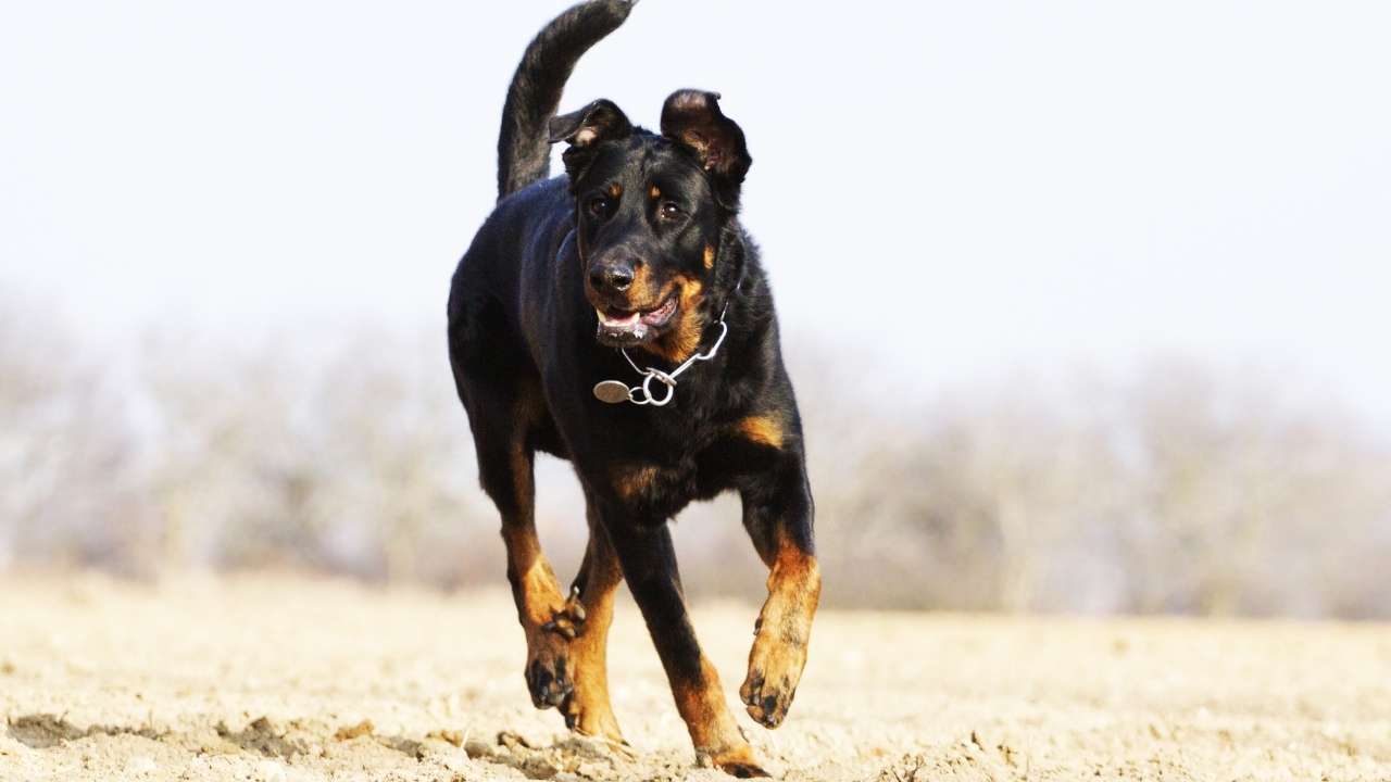 Beauceron