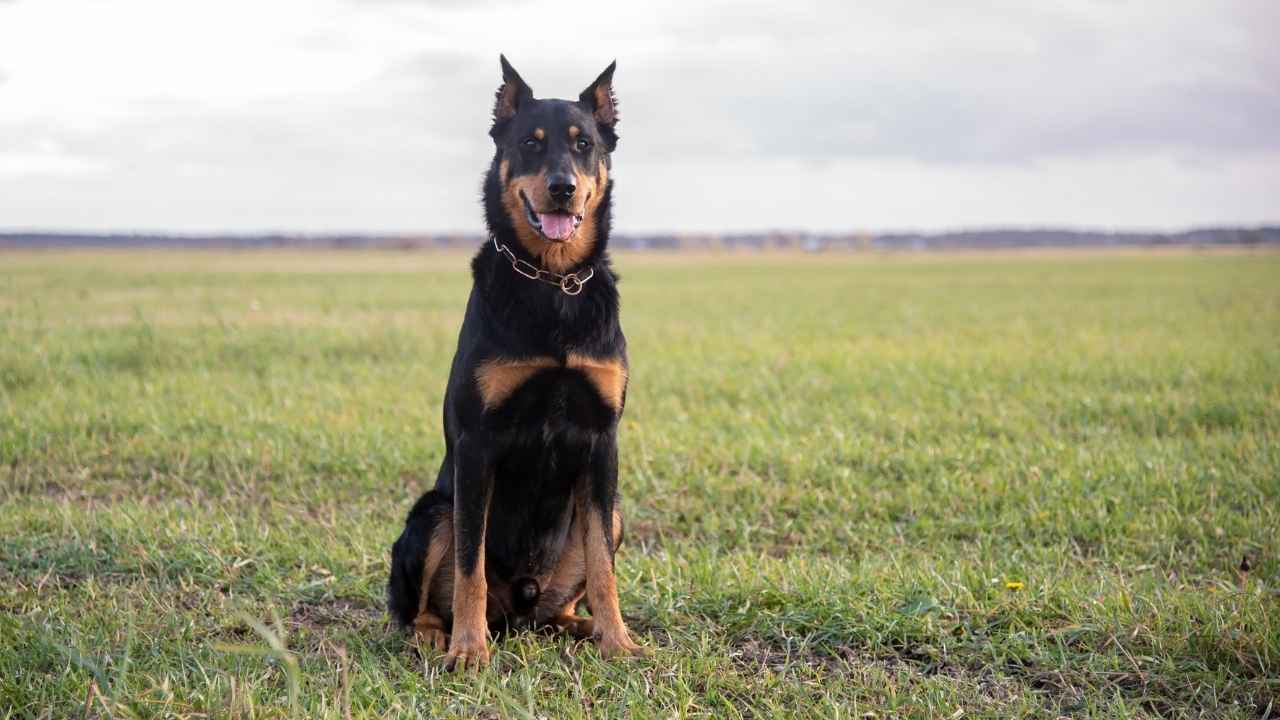 Beauceron