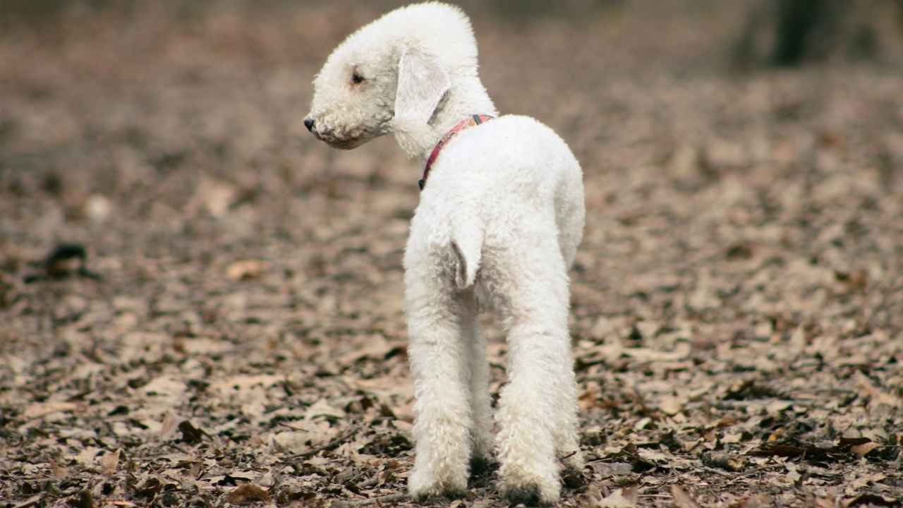 Bedlington Terrier